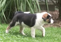 Noah, a male Border Collie and Labrador Retriever for sale in Lansing, MI – 8 of 8
