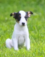 Raina, a female Jack Russell Terrier and Toy Fox Terrier for sale in Lansing, MI – 2 of 9