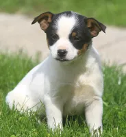 Daisy, a female Jack Russell Terrier and Miniature Pinscher for sale in Howell, MI – 2 of 4