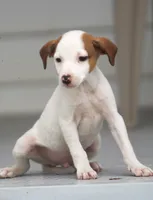 Rocket, a male Jack Russell Terrier and Toy Fox Terrier for sale in Lansing, MI – 2 of 3