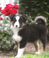 Haley, a female Border Collie and Labrador Retriever for sale in Lansing, MI – 5 of 8