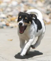 Sunny, a female Jack Russell Terrier and Toy Fox Terrier for sale in Lansing, MI – 5 of 7