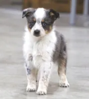 Sunny, a female Australian Shepherd and Labrador Retriever for sale in Howell, MI – Photo 7 of 8