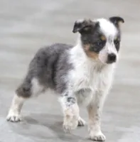 Sunny, a female Australian Shepherd and Labrador Retriever for sale in Howell, MI – Photo 2 of 8