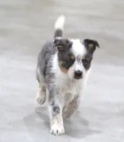 Sunny, a female Australian Shepherd and Labrador Retriever for sale in Howell, MI – Photo 4 of 8