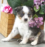 Sunny, a female Australian Shepherd and Labrador Retriever for sale in Howell, MI – Photo 1 of 8