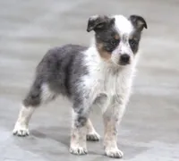 Sunny, a female Australian Shepherd and Labrador Retriever for sale in Howell, MI – Photo 6 of 8