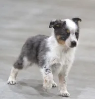 Sunny, a female Australian Shepherd and Labrador Retriever for sale in Howell, MI – Photo 5 of 8