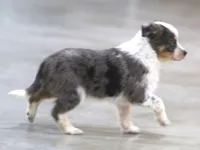 Sunny, a female Australian Shepherd and Labrador Retriever for sale in Howell, MI – Photo 8 of 8