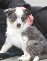 Sunny, a female Australian Shepherd and Labrador Retriever for sale in Howell, MI – Photo 3 of 8