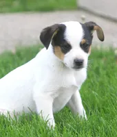 Loki, a male Jack Russell Terrier and Miniature Pinscher for sale in Howell, MI – 3 of 3