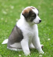 Tully, a female Border Collie and Labrador Retriever for sale in Lansing, MI – 10 of 10