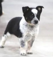 Jack, a male Australian Shepherd and Labrador Retriever for sale in Howell, MI – Photo 2 of 4