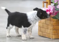 Jack, a male Australian Shepherd and Labrador Retriever for sale in Howell, MI – Photo 3 of 4