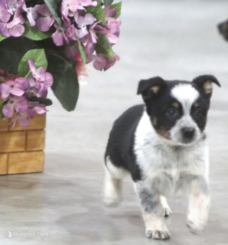 Jack – Australian Shepherd, Labrador Retriever puppy for sale in Howell, MI