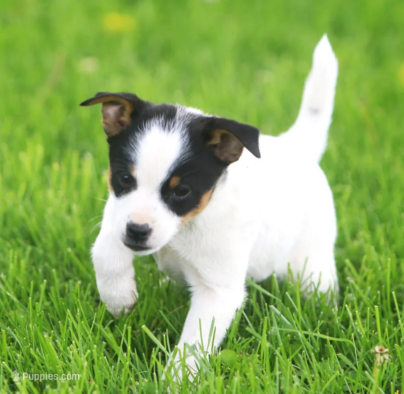 Daisy – Jack Russell Terrier, Miniature Pinscher puppy for sale in Howell, MI