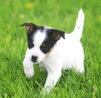 Daisy, a female Jack Russell Terrier and Miniature Pinscher for sale in Howell, MI – 1 of 4