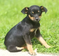 Nicki, a female Jack Russell Terrier and Miniature Pinscher for sale in Howell, MI – 5 of 5