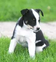 Hooty, a male Jack Russell Terrier and Miniature Pinscher for sale in Howell, MI – 3 of 4