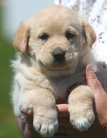 Goldie, a female German Shepherd Dog and Golden Retriever for sale in Howell, MI – 4 of 5