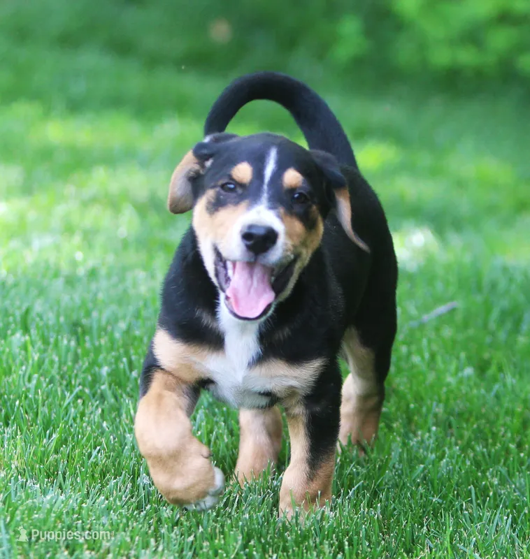 Joey – German Shepherd Dog, Labrador Retriever puppy for sale in Howell, MI