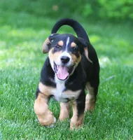 Joey, a male German Shepherd Dog and Labrador Retriever for sale in Howell, MI – 5 of 5