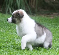 Tully, a female Border Collie and Labrador Retriever for sale in Lansing, MI – 5 of 10