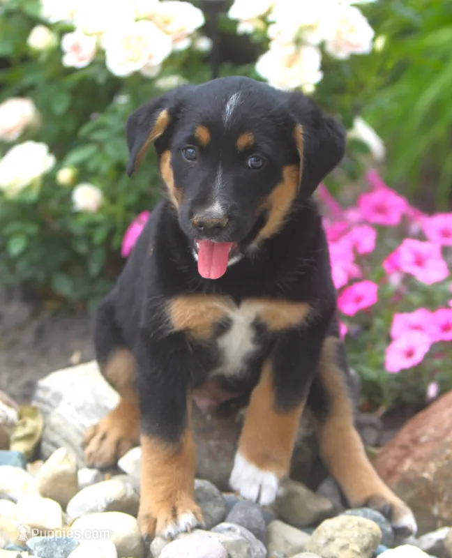 Cooper – German Shepherd Dog, Labrador Retriever puppy for sale in Howell, MI