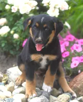 Cooper, a male German Shepherd Dog and Labrador Retriever for sale in Howell, MI – 1 of 2
