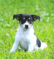Sunny, a female Jack Russell Terrier and Toy Fox Terrier for sale in Lansing, MI – 7 of 7