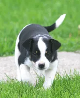 Hooty, a male Jack Russell Terrier and Miniature Pinscher for sale in Howell, MI – 2 of 4