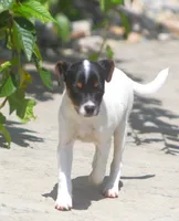 Betty, a female Jack Russell Terrier and Toy Fox Terrier for sale in Lansing, MI – 2 of 5