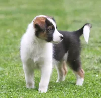 Noah, a male Border Collie and Labrador Retriever for sale in Lansing, MI – 2 of 8