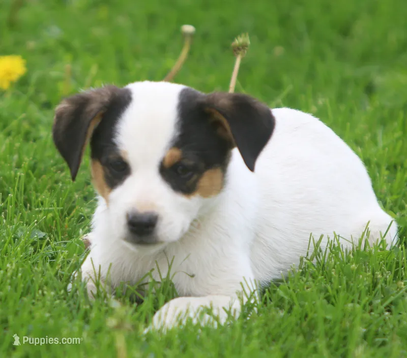 Loki – Jack Russell Terrier, Miniature Pinscher puppy for sale in Howell, MI