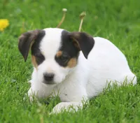 Loki, a male Jack Russell Terrier and Miniature Pinscher for sale in Howell, MI – 1 of 3