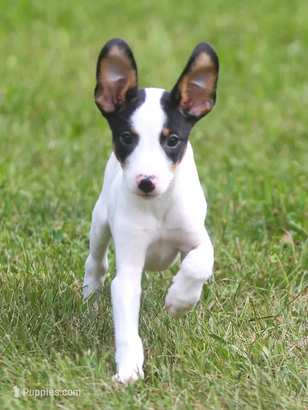 Raina, a female Jack Russell Terrier and Toy Fox Terrier for sale in Lansing, MI – 1 of 9
