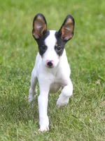 Raina, a female Jack Russell Terrier and Toy Fox Terrier for sale in Lansing, MI – 1 of 9