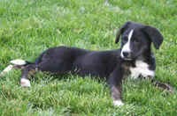 Charlie, a male German Shepherd Dog and Labrador Retriever for sale in Howell, MI – 4 of 4