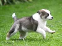 Tully, a female Border Collie and Labrador Retriever for sale in Lansing, MI – 4 of 10