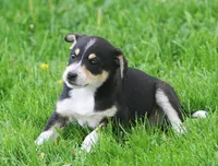 Ziggy, a male Jack Russell Terrier and Miniature Pinscher for sale in Howell, MI – 3 of 4