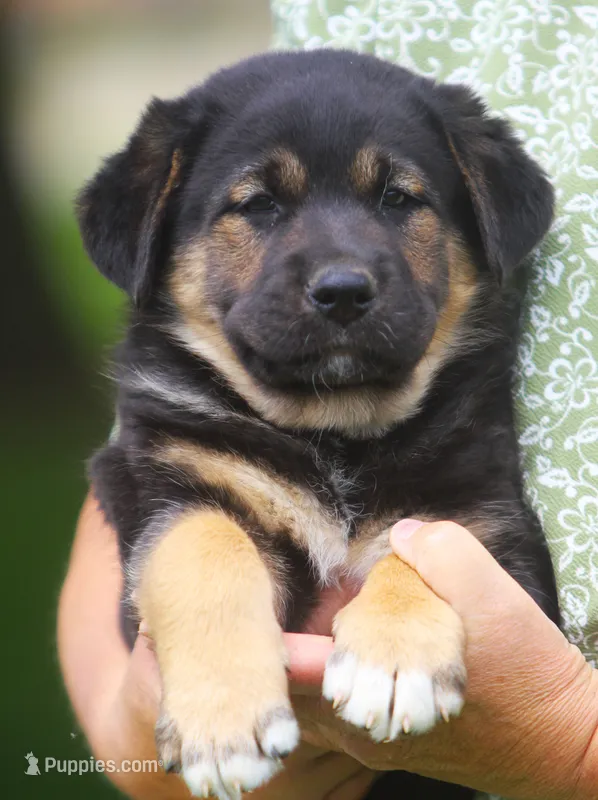 Rex – German Shepherd Dog, Golden Retriever puppy for sale in Howell, MI