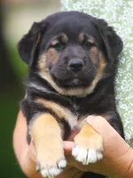 Rex, a male German Shepherd Dog and Golden Retriever for sale in Howell, MI – 1 of 4