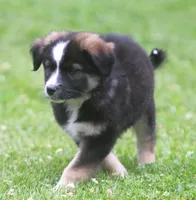 River, a male Border Collie and Labrador Retriever for sale in Lansing, MI – 6 of 6