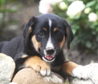 Jamie, a male German Shepherd Dog and Labrador Retriever for sale in Howell, MI – 3 of 3