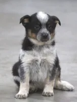 Rolo, a male Australian Shepherd and Labrador Retriever for sale in Howell, MI – Photo 2 of 4