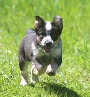 Rip, a male Australian Shepherd and Labrador Retriever for sale in Howell, MI – Photo 2 of 6