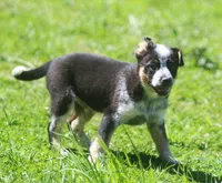 Rip, a male Australian Shepherd and Labrador Retriever for sale in Howell, MI – Photo 5 of 6