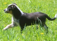Rip, a male Australian Shepherd and Labrador Retriever for sale in Howell, MI – Photo 4 of 6