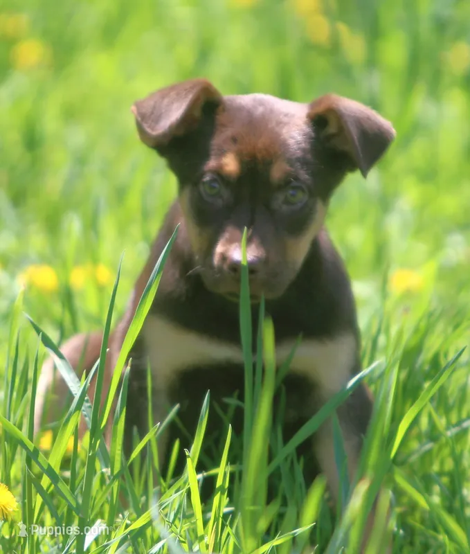Bella – German Shepherd Dog, Labrador Retriever puppy for sale in Howell, MI