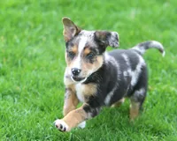 Bullett, a male Australian Shepherd and Labrador Retriever for sale in Howell, MI – Photo 1 of 2